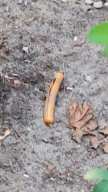 Giftköder-Würtschen aufgeschnitten-Profilbild