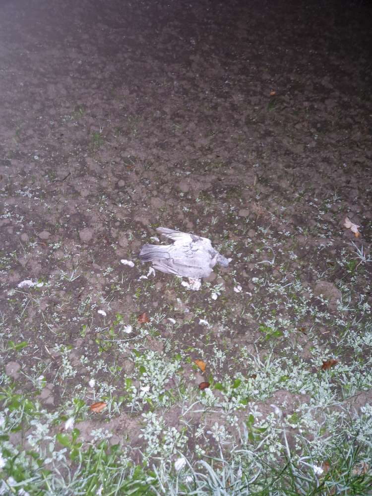 Giftköder-Tierkadaver-Profilbild