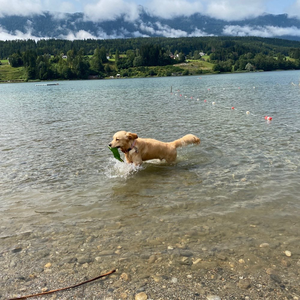 Hundetreffen-Gassirunde in Bretten und Umgebung-Profilbild