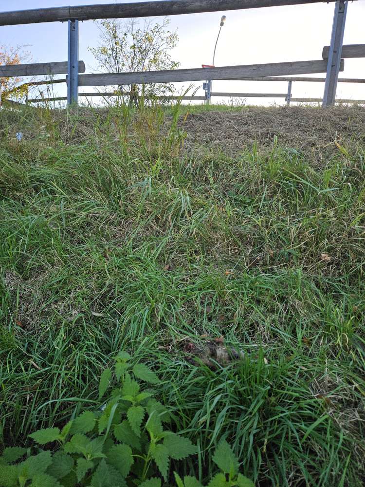 Giftköder-Toter Igel Weilerswist-Profilbild