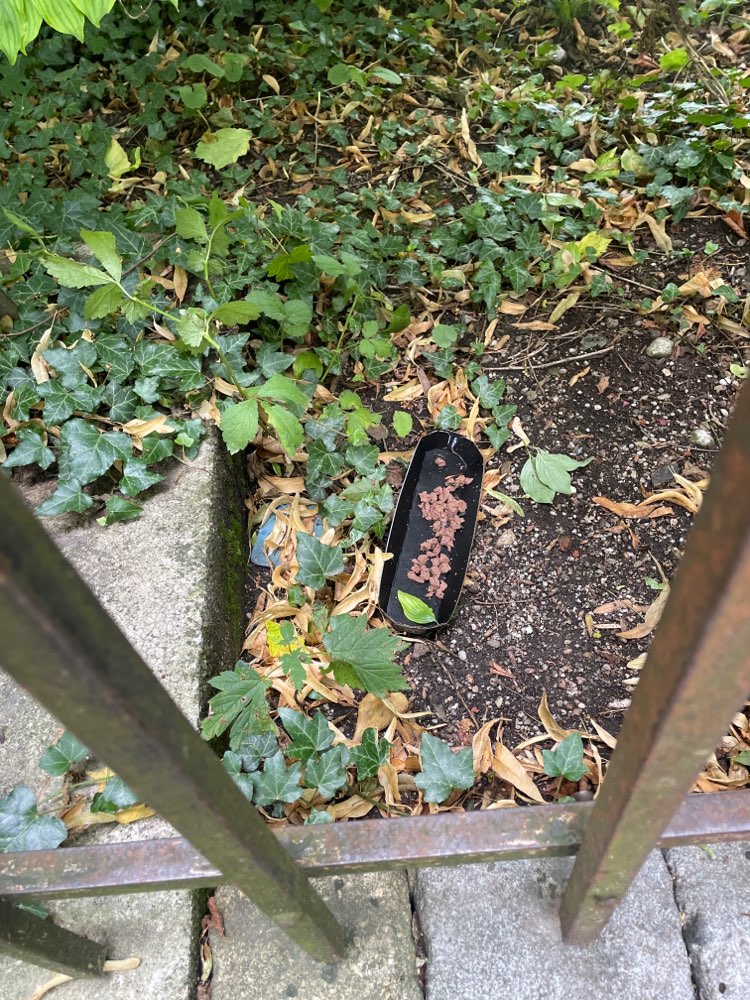 Giftköder-Rattengift / Giftfallen-Profilbild