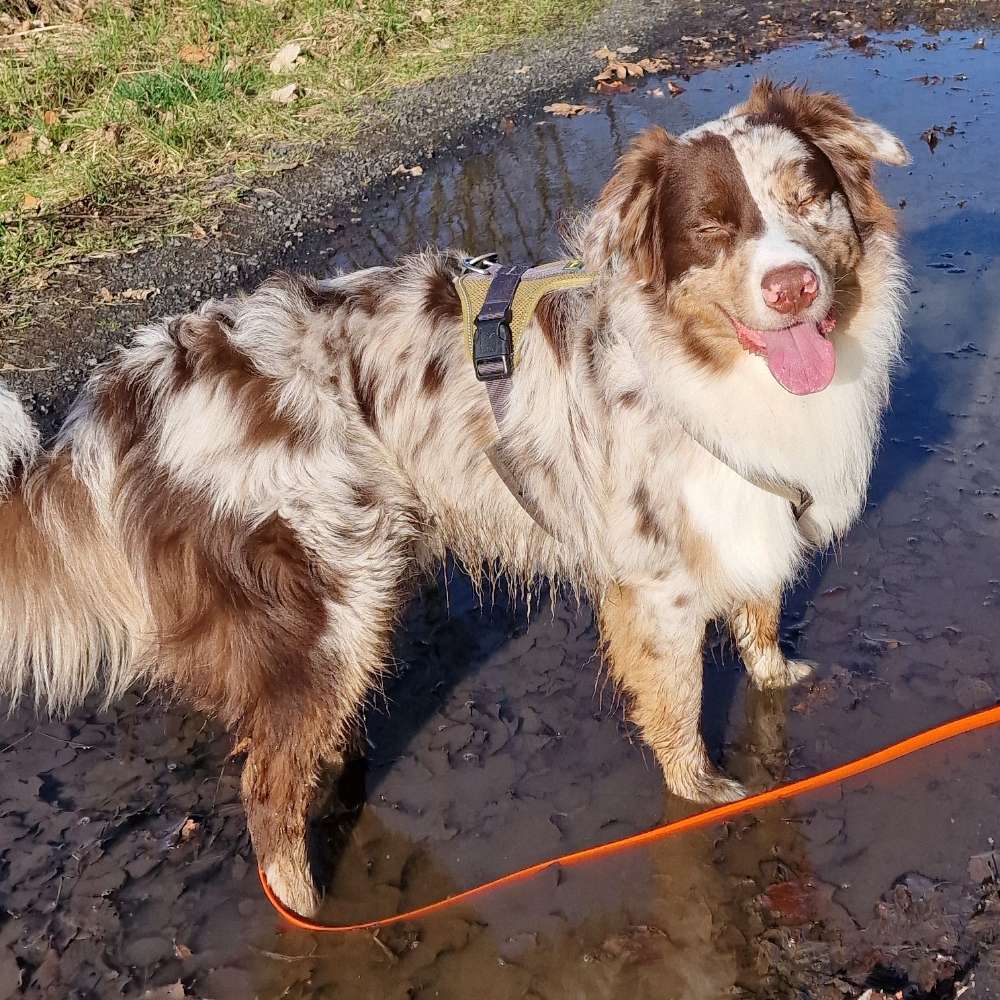 Hundetreffen-Hundekumpel / Trainingspartner gesucht. :)-Profilbild