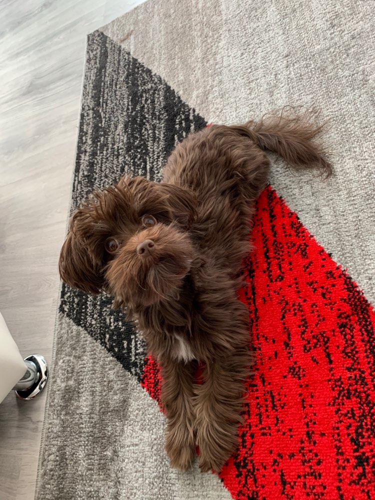 Hundetreffen-Spieletreffen-Profilbild