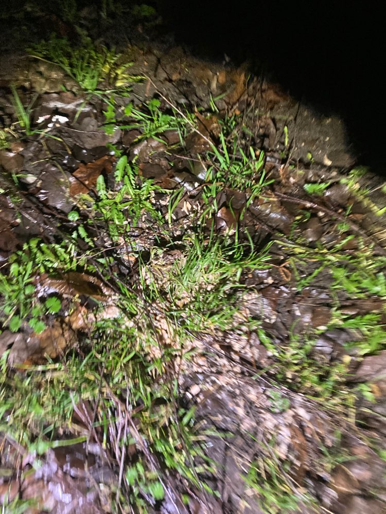 Giftköder-Eventuell Gift-Profilbild