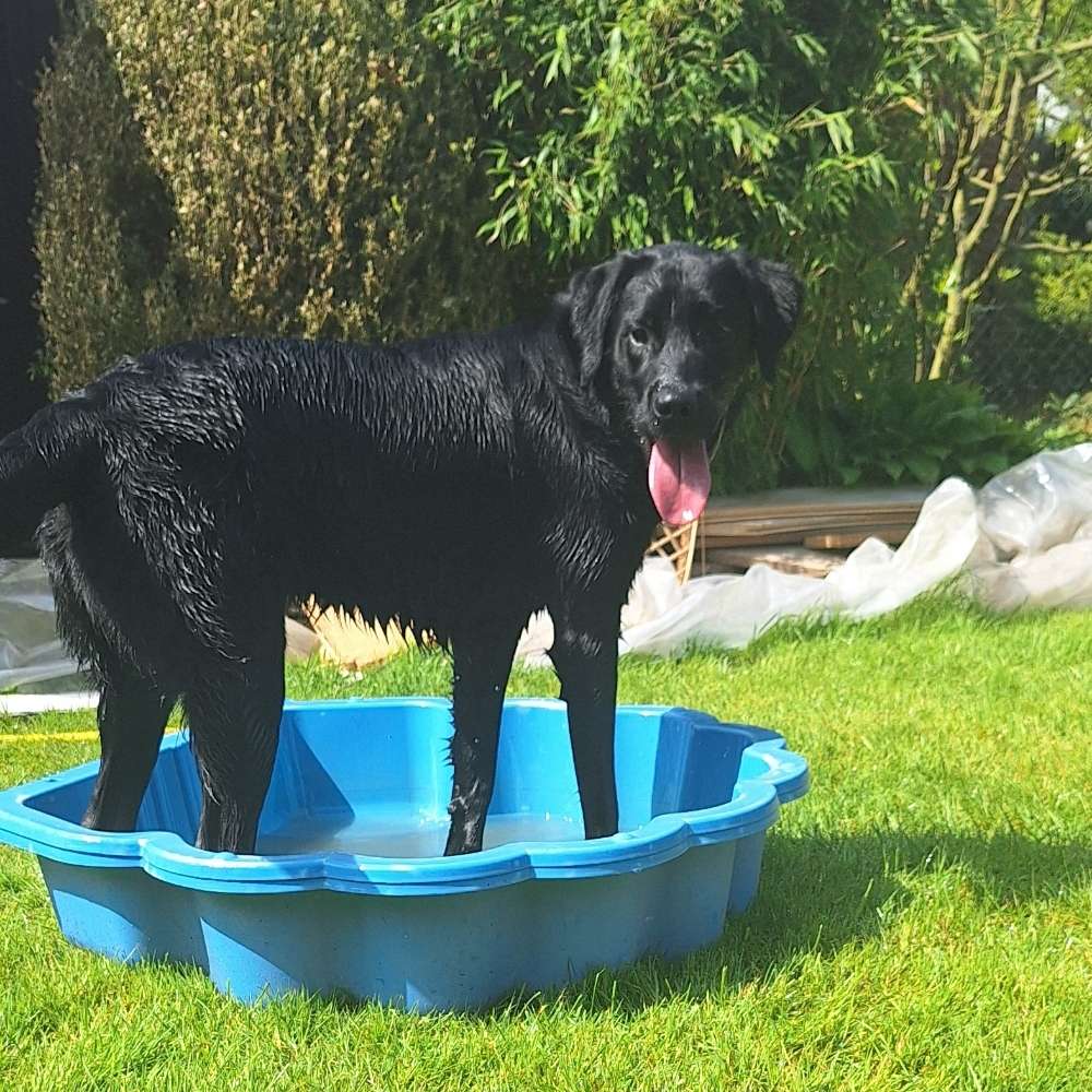 Hundetreffen-Spazieren /Trainieren /spielen-Profilbild