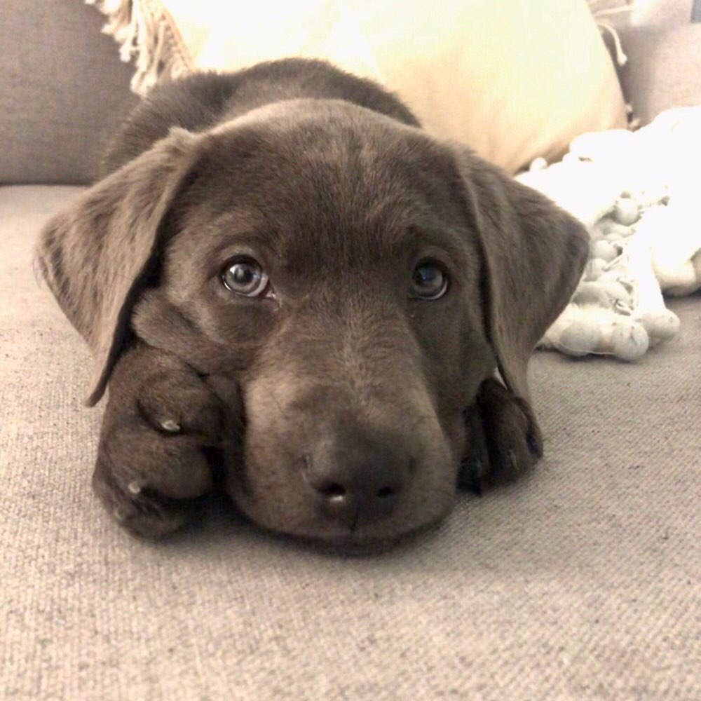 Hundetreffen-Souveräne erwachsene Hündin/Hund gesucht-Profilbild