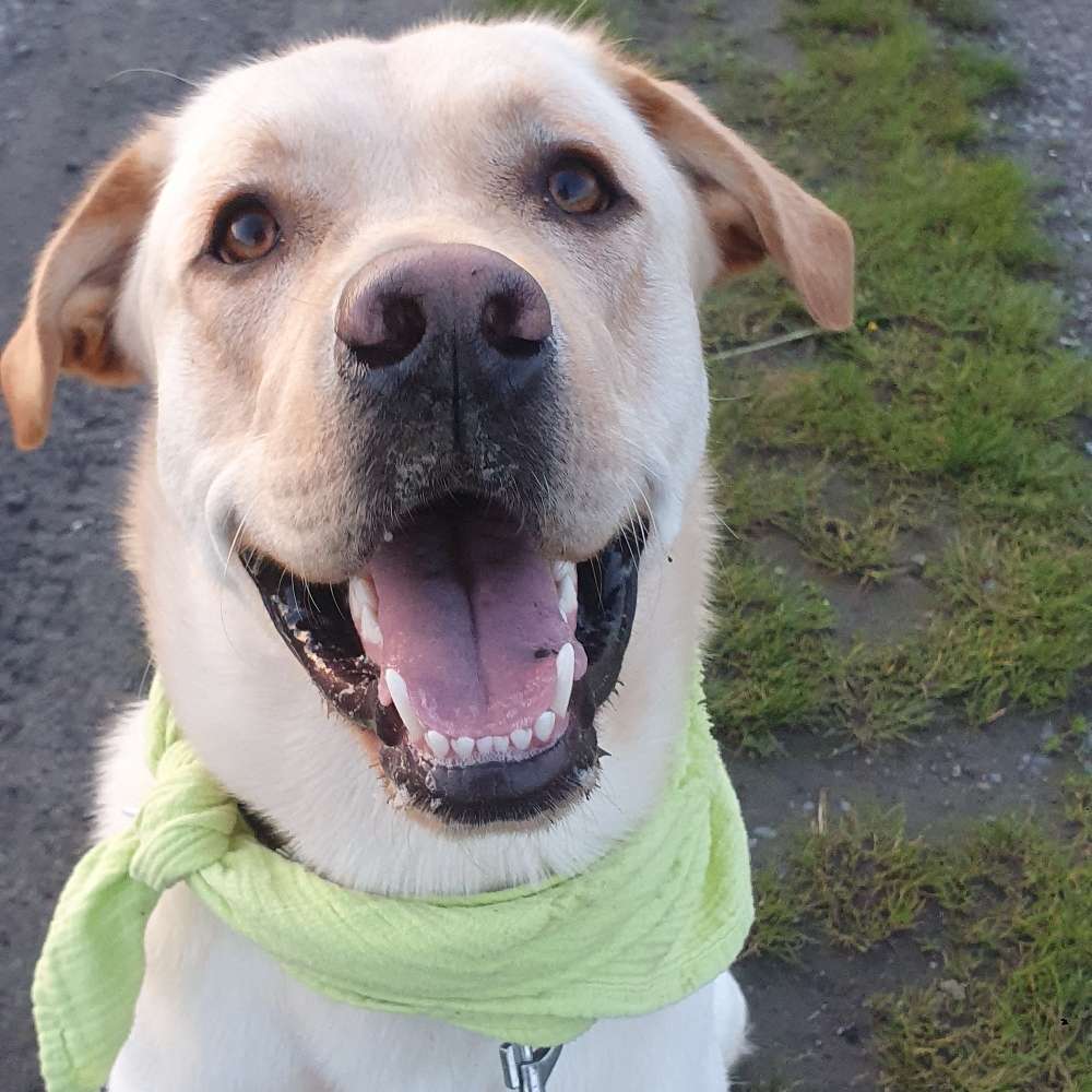 Hundetreffen-Junghund Elvis sucht gassibegleitung / spielkameraden-Profilbild