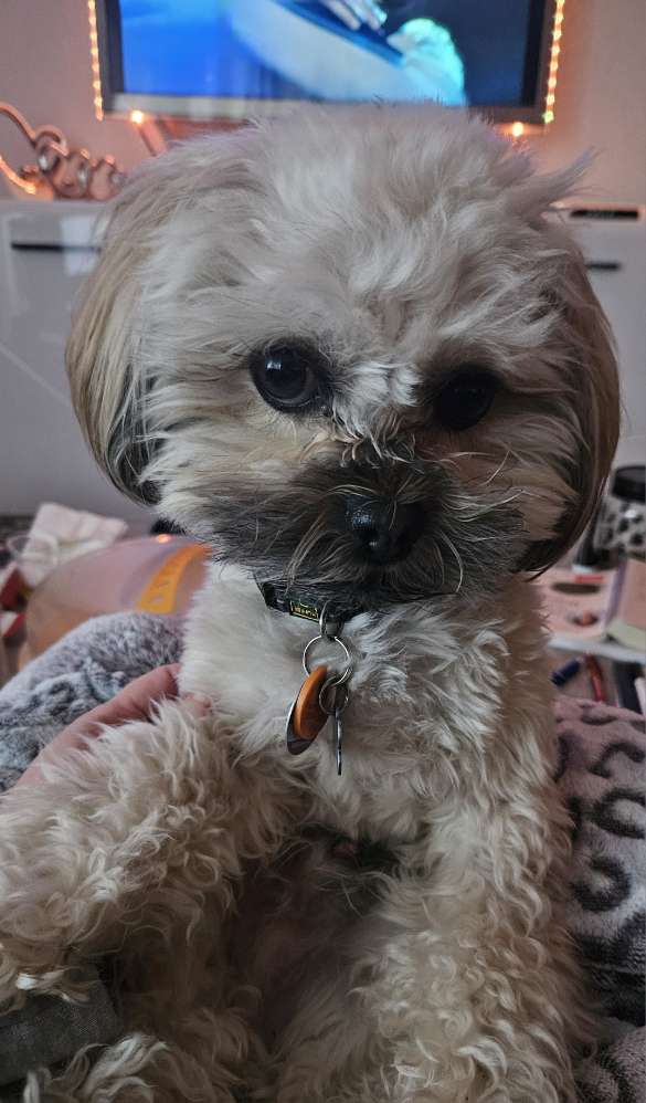 Hundetreffen-Buddys gesucht für Lauf und Spiel-Profilbild