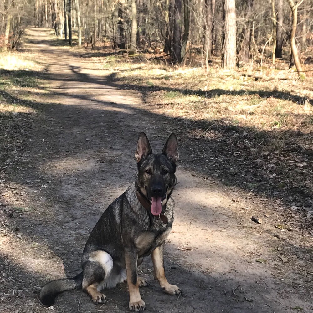 Hundetreffen-Großhundetreffen Hennigsdorf-Profilbild