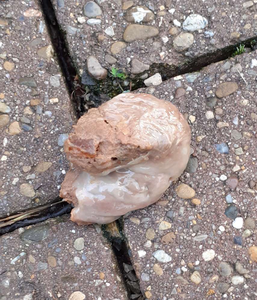 Giftköder-Eventuell Giftköder-Profilbild