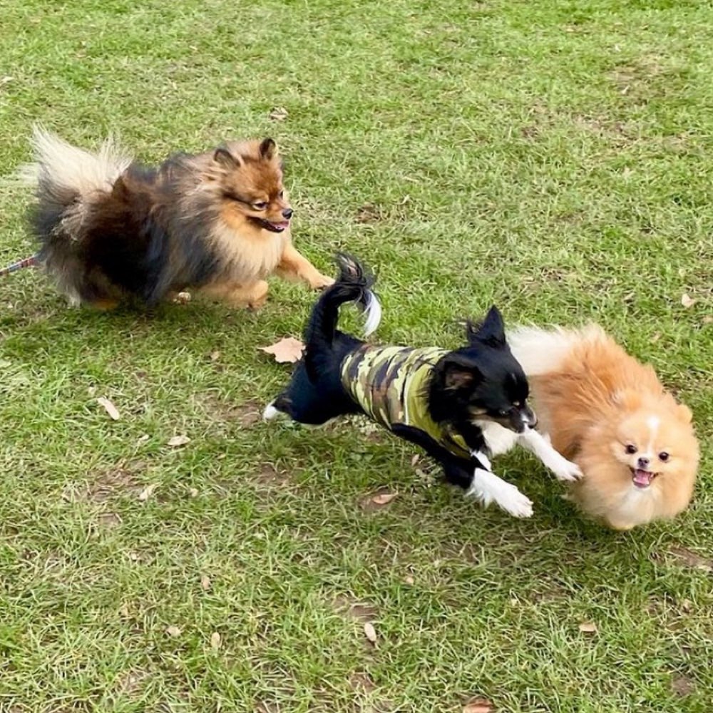 Hundetreffen-Hundedates FFM (SXNHXN)-Profilbild