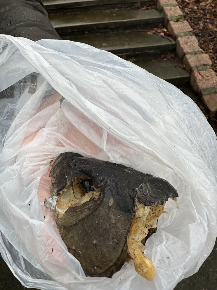 Giftköder-Möglicher Giftköder !!!!!-Profilbild