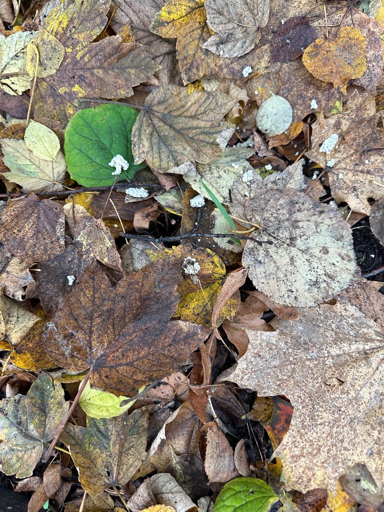 Giftköder-Möglicher Giftköder-Profilbild