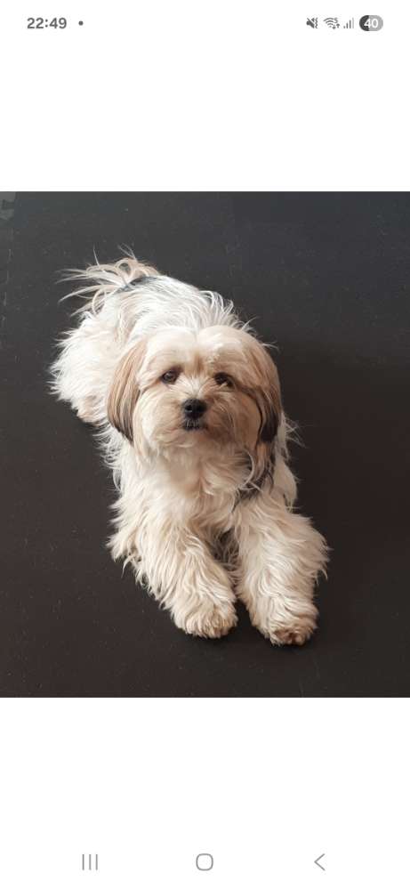 Hundetreffen-Spielkameraden gesucht (Hundeauslauffläche Schützenpark), für ca. 19 Uhr-Profilbild