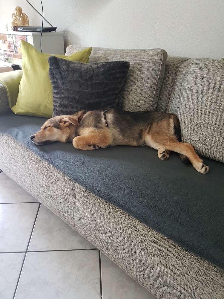 Hundetreffen-Junghunde Viersen Ummerstrasse-Profilbild