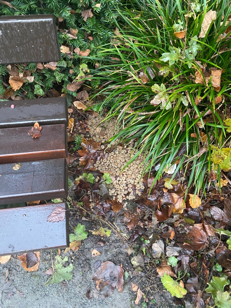 Giftköder-Hundefutter, evtl Giftköder-Profilbild