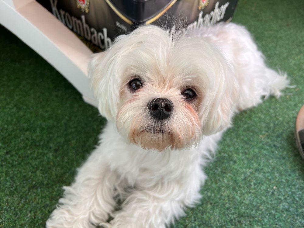 Hundetreffen-Bereich Gremmendorf - Angelmodde-Profilbild