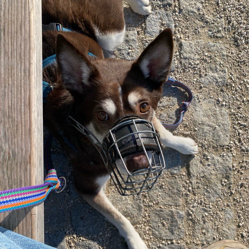 Hundetreffen-Hundebegegnungen üben-Profilbild