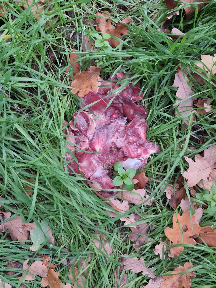 Giftköder-Fleischstücke (vermutlich Giftköder)-Profilbild