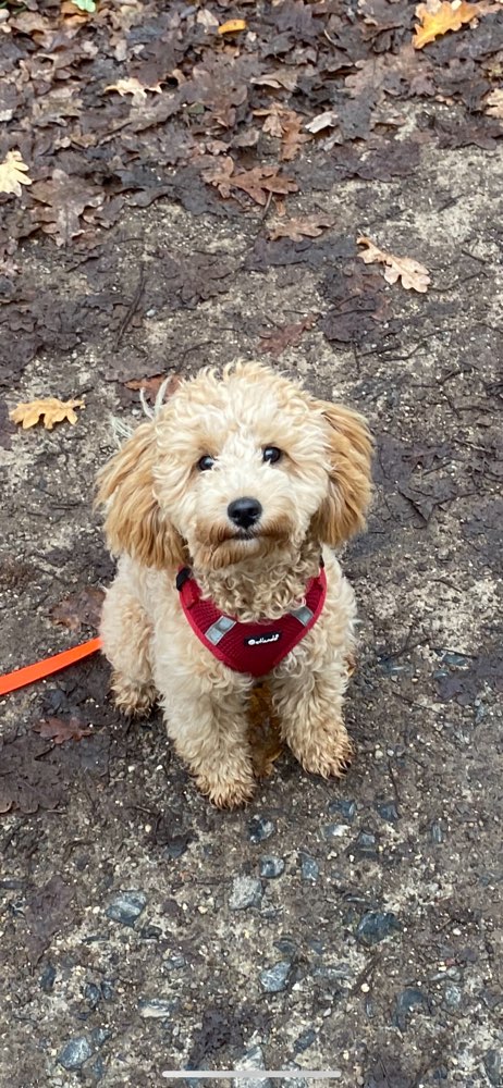 Hundetreffen-Spaziergang-Profilbild