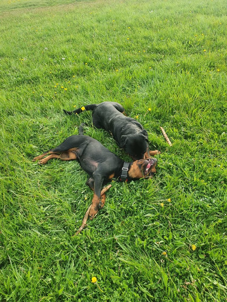 Hundetreffen-Social Walk - Begegnungstraining - Spielrunden-Profilbild