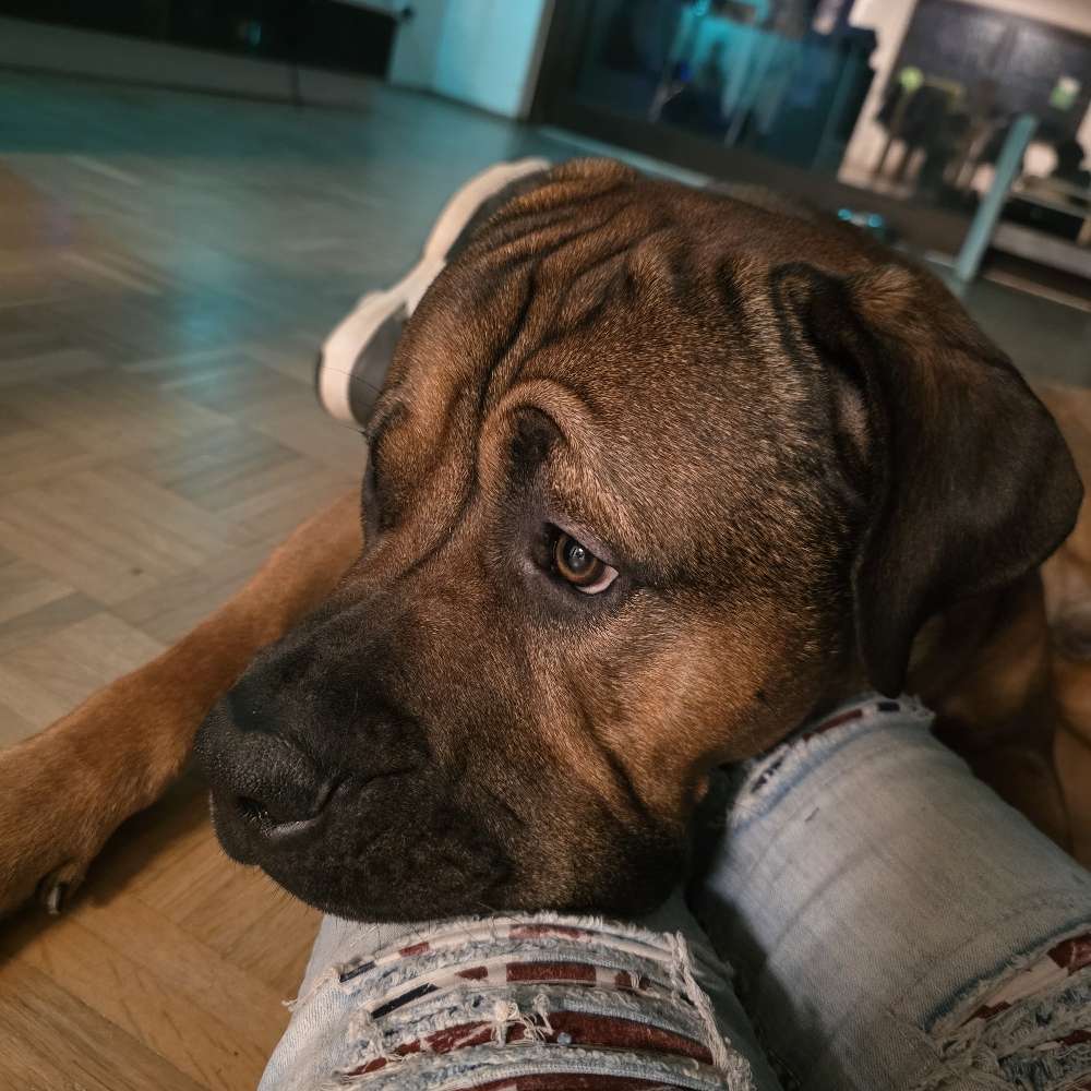 Hundetreffen-Junghundetreffen,Sozialisierung-Profilbild