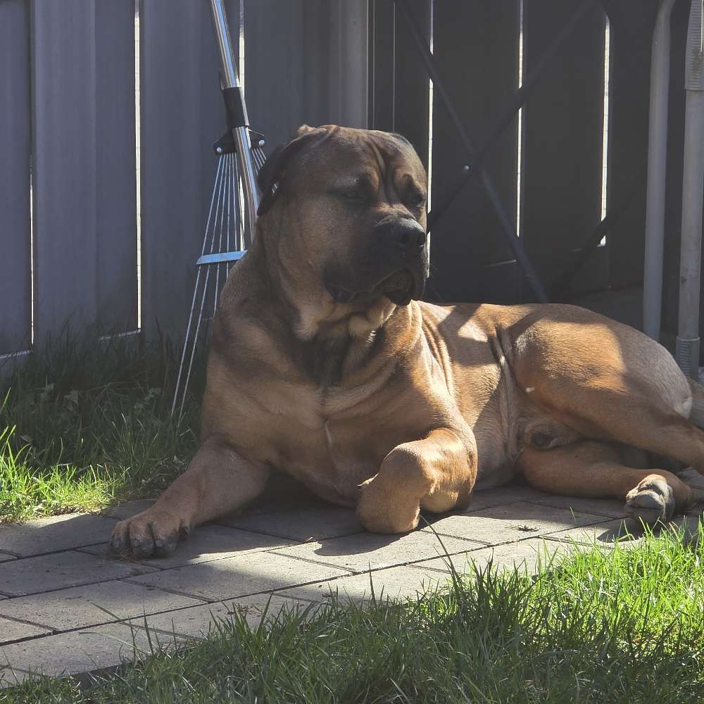 Hundetreffen-Junghundetreffen,Sozialisierung-Profilbild