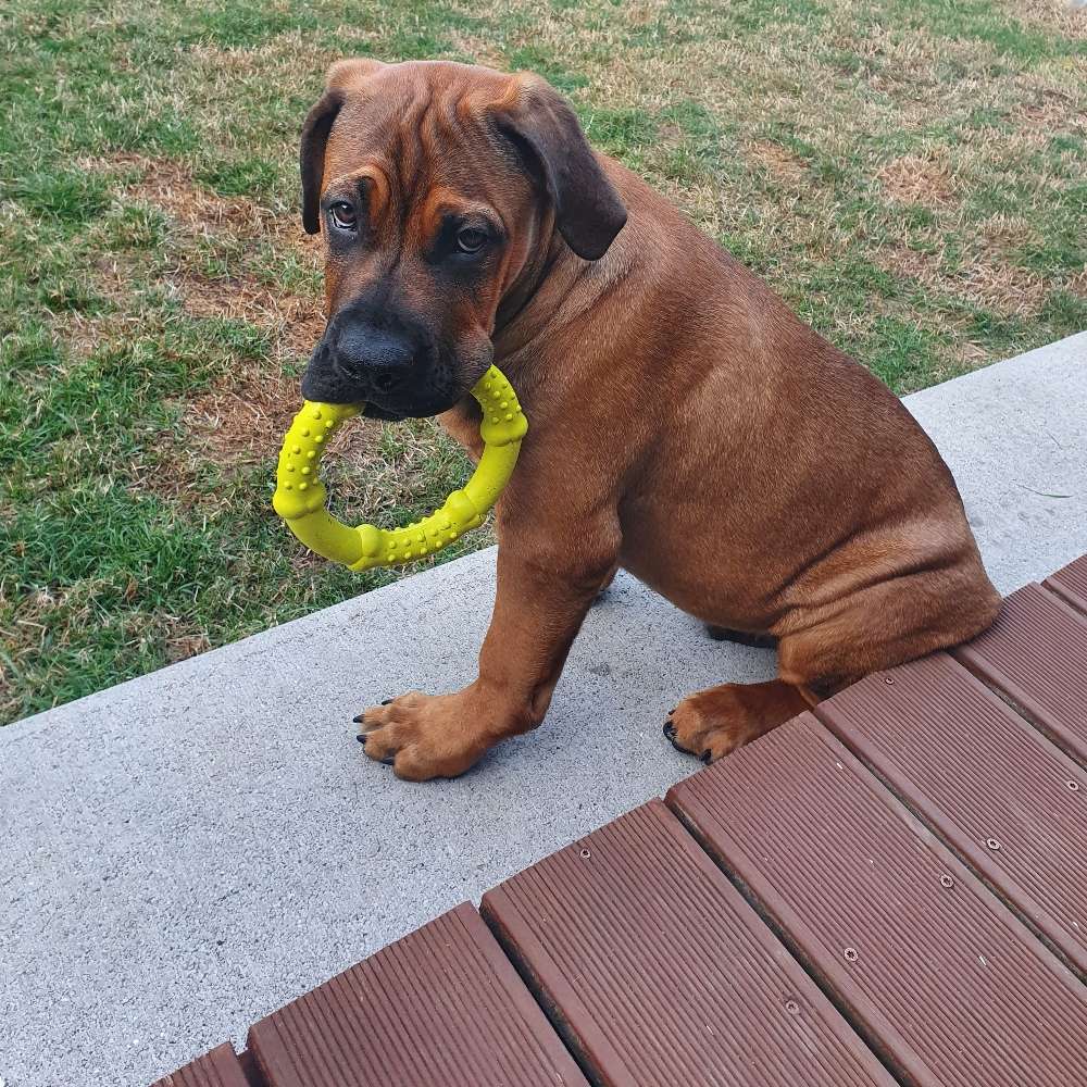 Hundetreffen-Welpentreffen-Profilbild