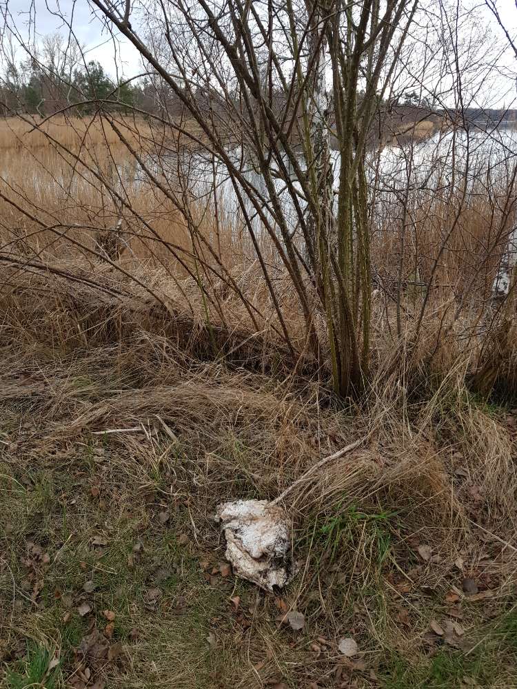 Giftköder-Fischfleisch o.ä. am sollnitzer See-Profilbild