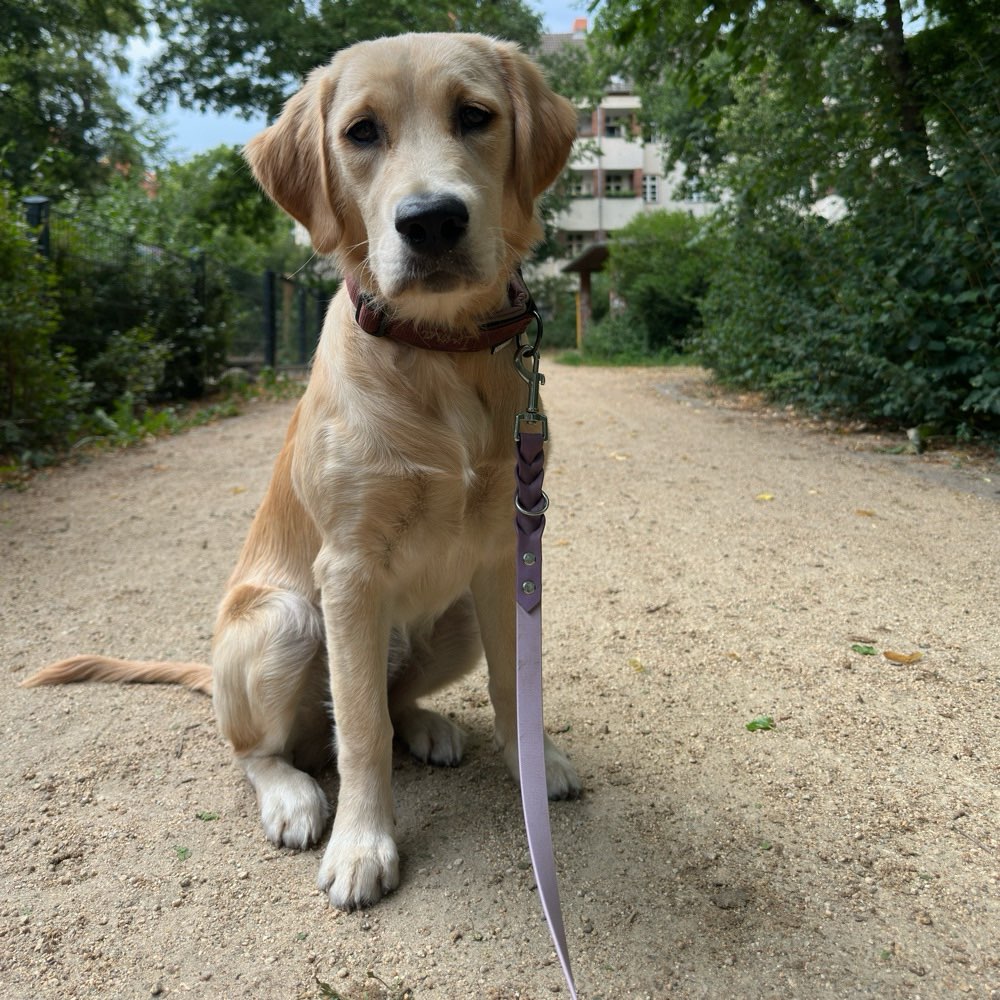 Hundetreffen-Gemeinsame Spaziergänge-Profilbild