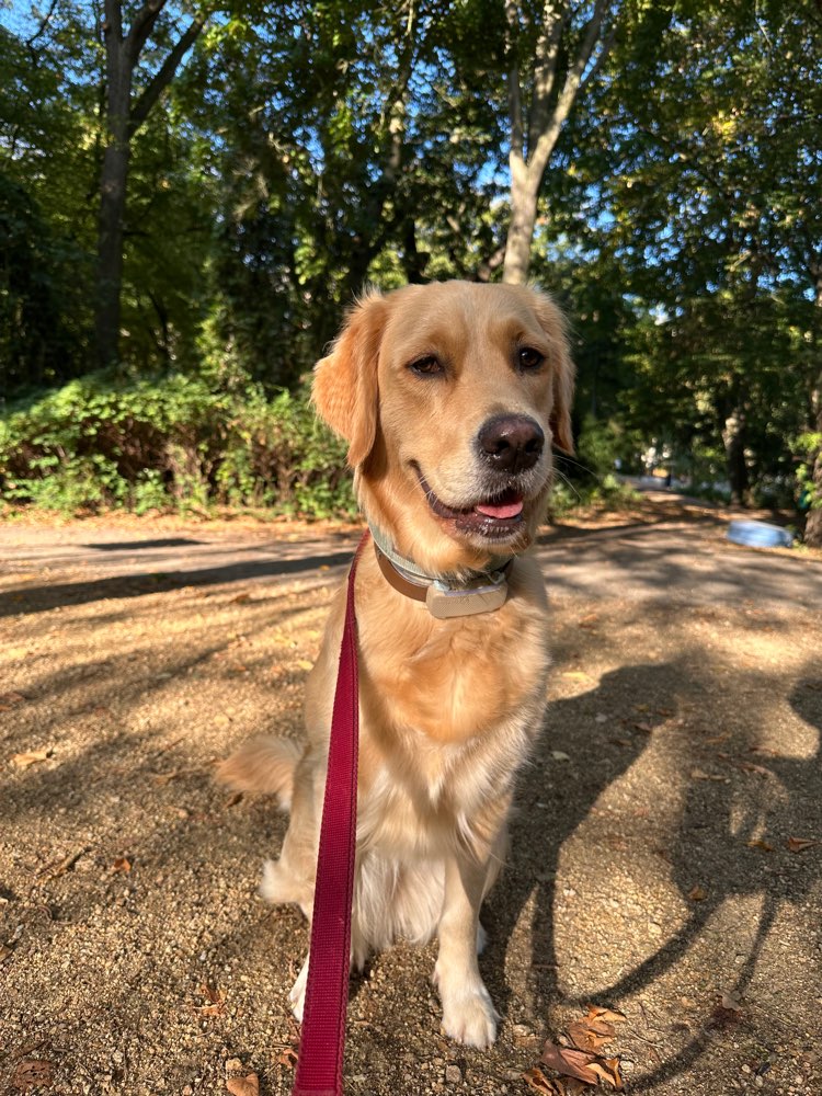 Hundetreffen-Gassi Freunde gesucht-Profilbild