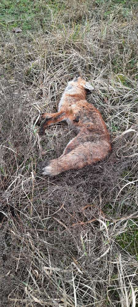 Giftköder-Toter Fuchs Vogelsdorf-Profilbild
