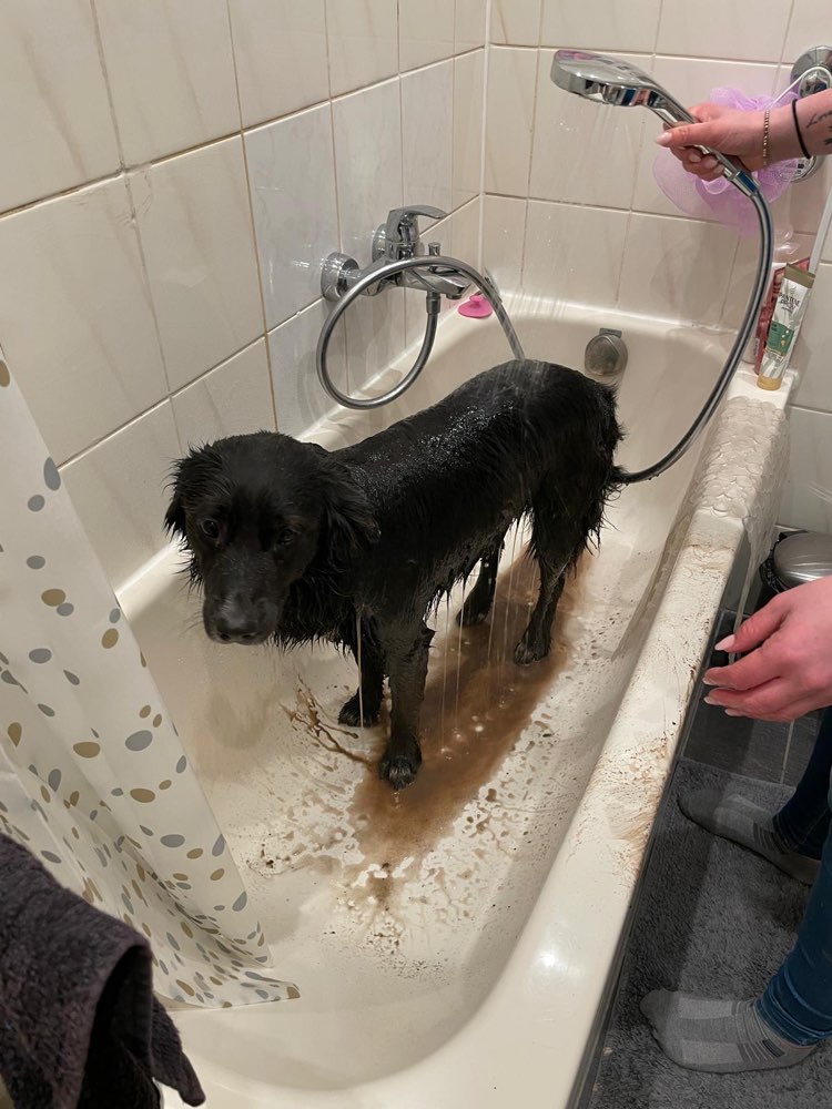 Hundetreffen-Hundefreunde und Gassipartner gesucht :-)-Profilbild