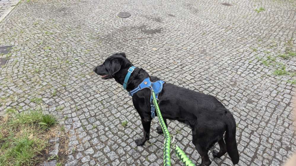 Hundetreffen-Training Hundekontakt-Profilbild