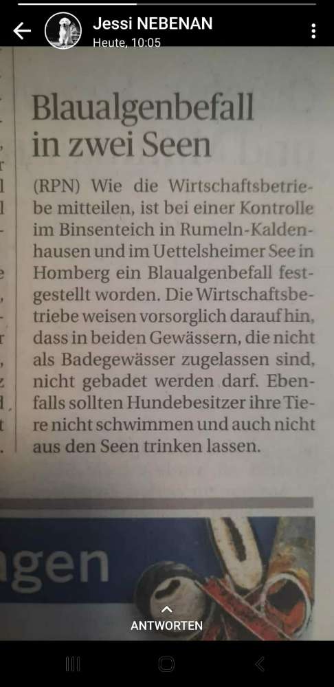 Giftköder-Blaualgen im Uettelsheimer See-Profilbild