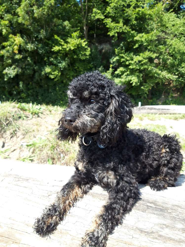 Hundetreffen-Training & Spiel-Profilbild