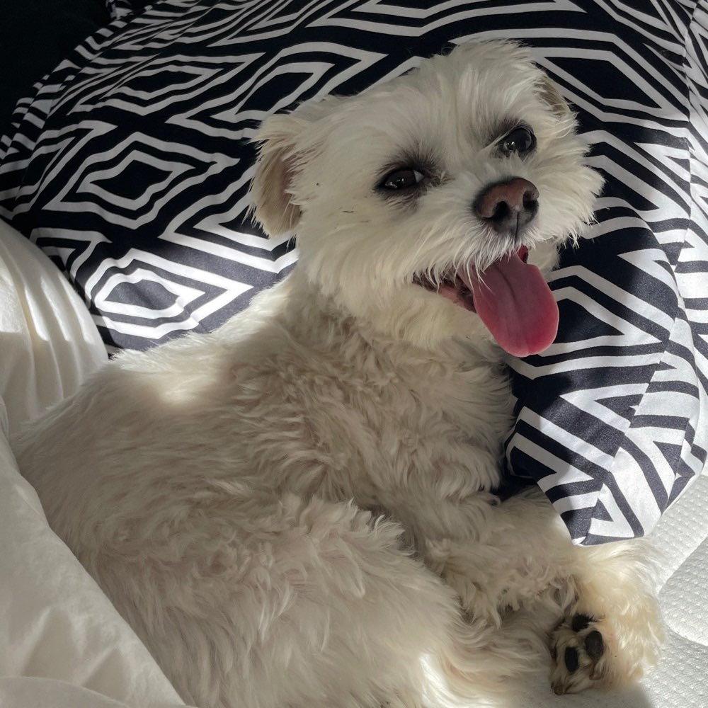 Hundetreffen-Social Walk 🧡-Profilbild