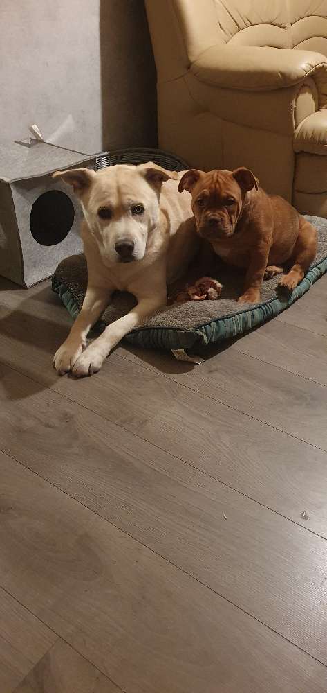 Hundetreffen-spazieren gehen in Wilsche-Profilbild