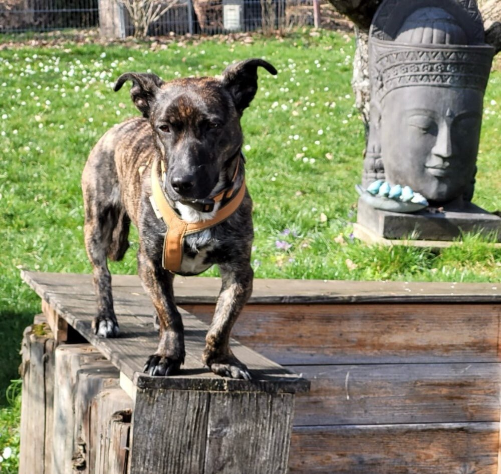 Hundetreffen-Yoko freut sich über Kumpels und Kumpelinen zum Gassi gehen-Profilbild