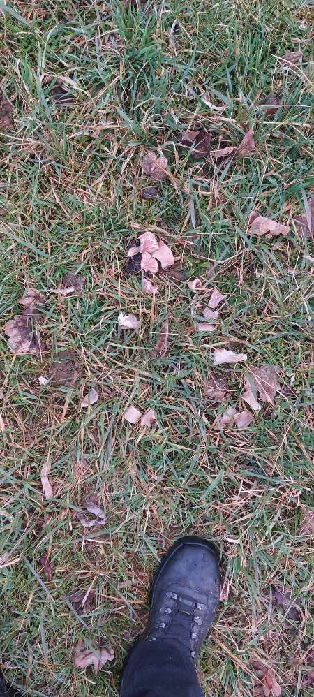 Giftköder-Ausgelegte Fleischreste-Profilbild