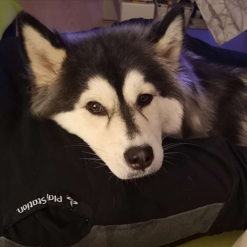 Hundetreffen-Spiele Stunde in wuppertal-Profilbild