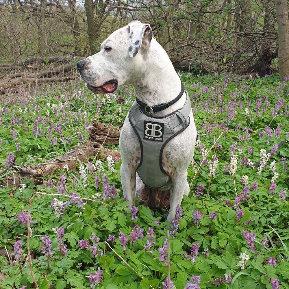 Hundetreffen-Große starke Hunde Treffen-Profilbild