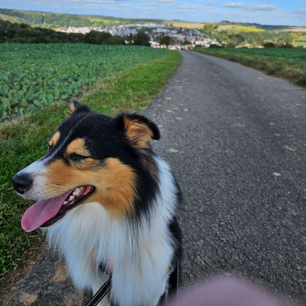 Hundetreffen-Spielen - Gassi - Toben - Austausch-Profilbild