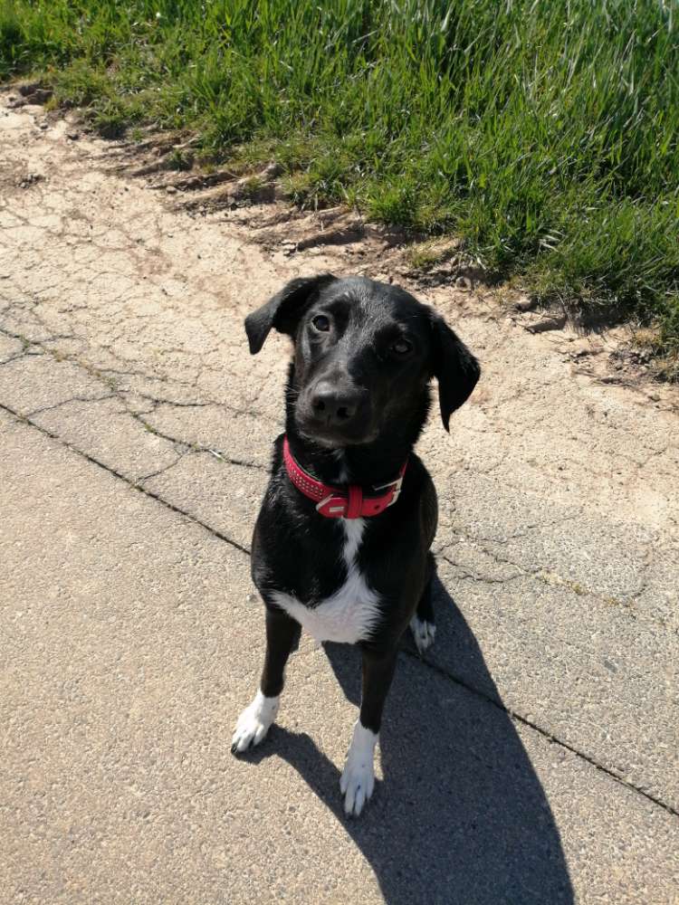 Hundetreffen-Zusammen Spazieren-Profilbild