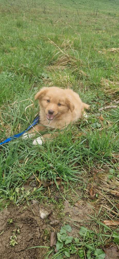 Hundetreffen-Welpen treffen-Profilbild