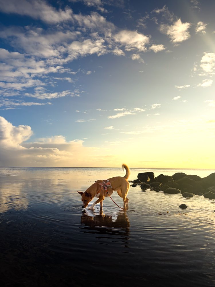 Hundetreffen-Social Walks-Profilbild