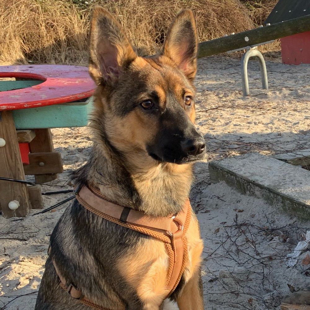 Hundetreffen-Welpen/Junghund/Spielhund Treffen Horner Rennbahn-Profilbild