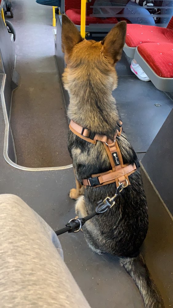 Hundetreffen-Welpen/Junghund Spaziergang-Profilbild