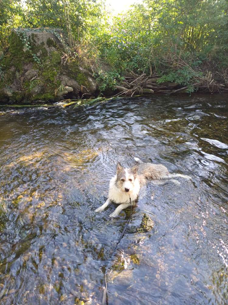 Hundetreffen-Gassigehen-Profilbild