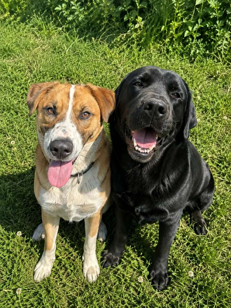 Hundetreffen-Am besten Mühlhausen-Profilbild